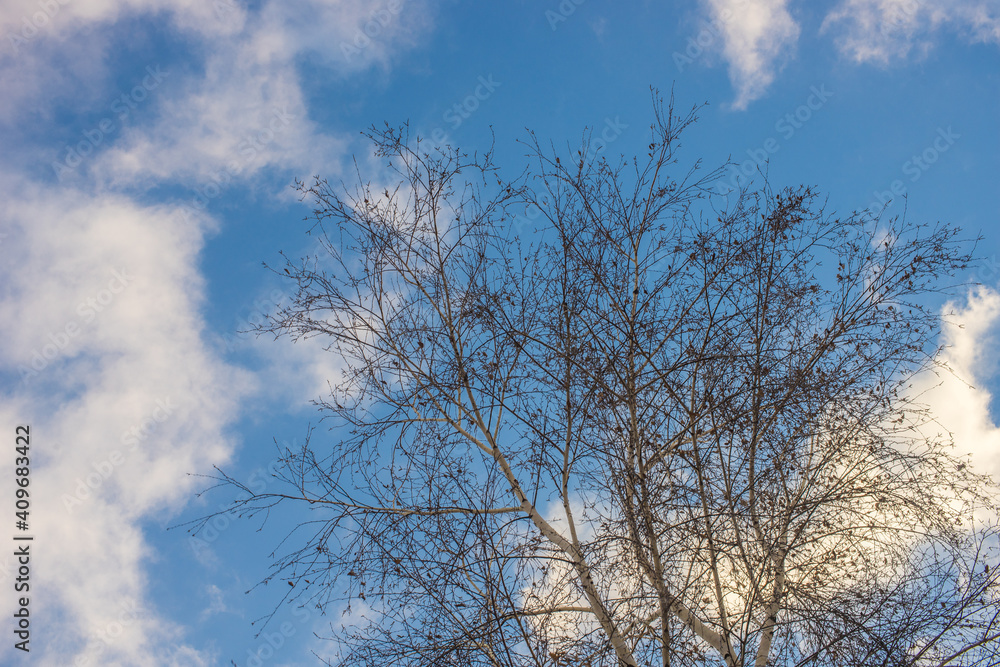 Bare birch tree in blue sky background Bare birch tree in blue sky background