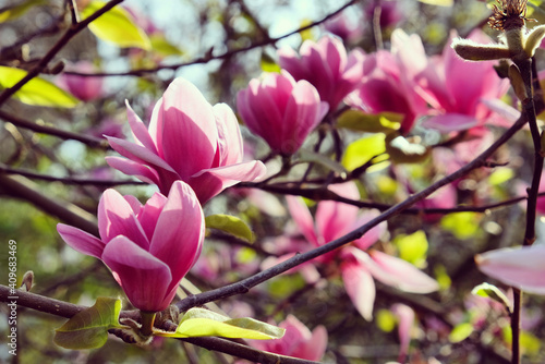 The blossom of magnolia  Ian s Red  in the spring sunshine