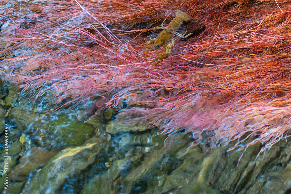 Gambero di fiume