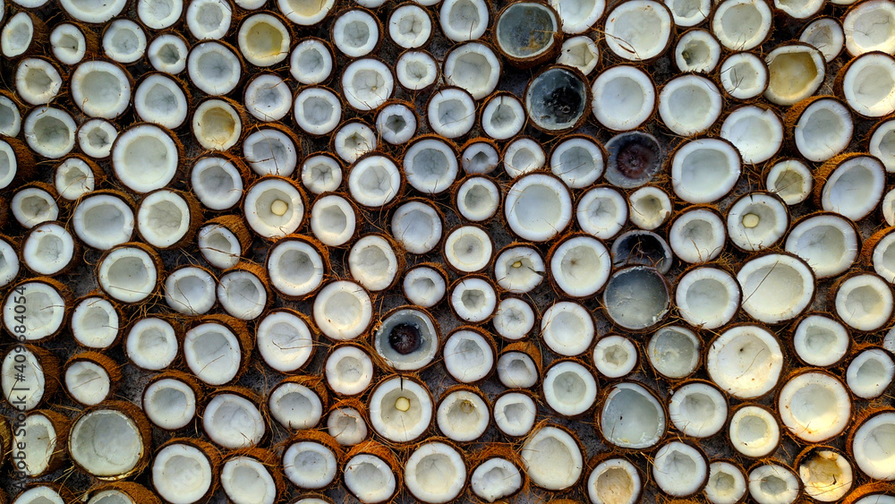 shell of coconuts arranged in a beautiful way for drying in sunlight shell of coconuts arranged in a beautiful way for drying in sunlight