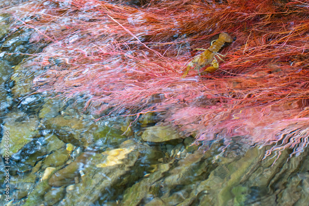 Gambero di fiume