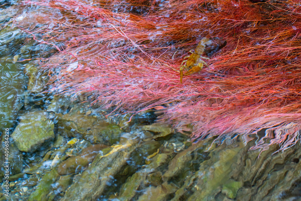 Gambero di fiume