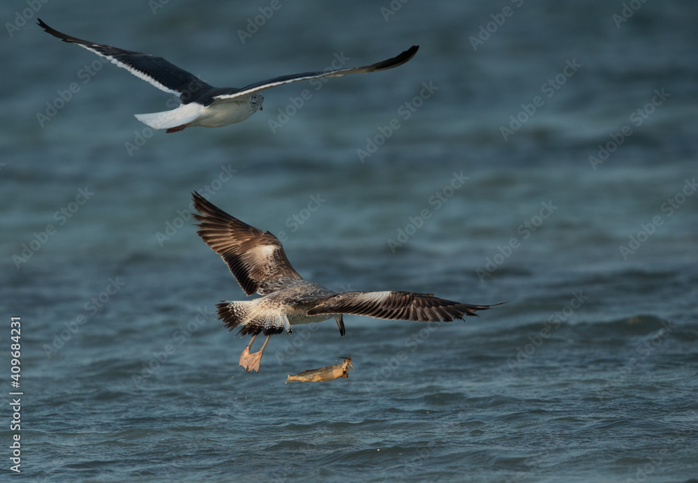 Lesser Black-backed Gull chasing other for a fish at Busaiteen coast, Bahrain Lesser Black-backed Gull chasing other for a fish at Busaiteen coast, Bahrain