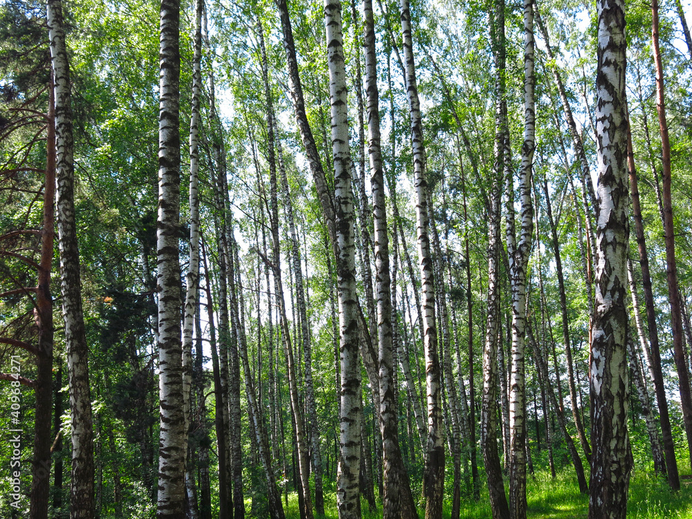 summer Russian birch grove under the sun summer Russian birch grove under the sun