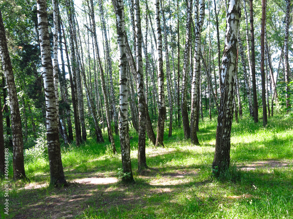 Fototapeta premium summer Russian birch grove under the sun