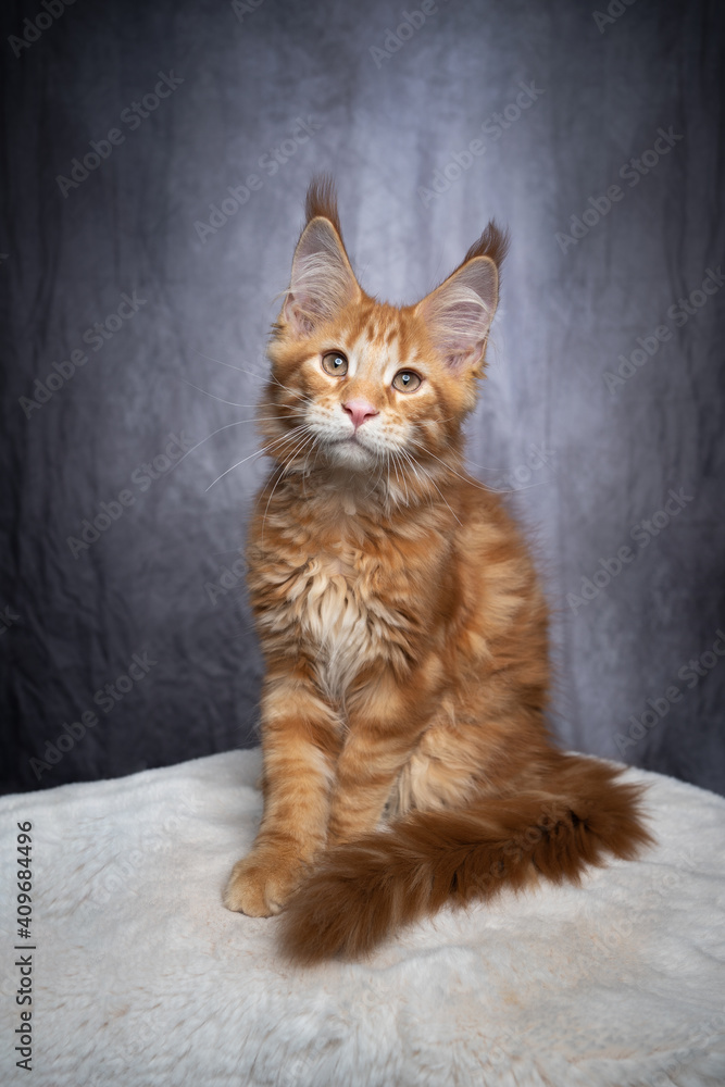 Fototapeta premium cute orange tabby ginger maine coon kitten sitting on white fur looking at camera on gray concrete style background