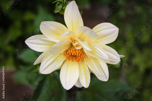 white daisy flower © Deidre