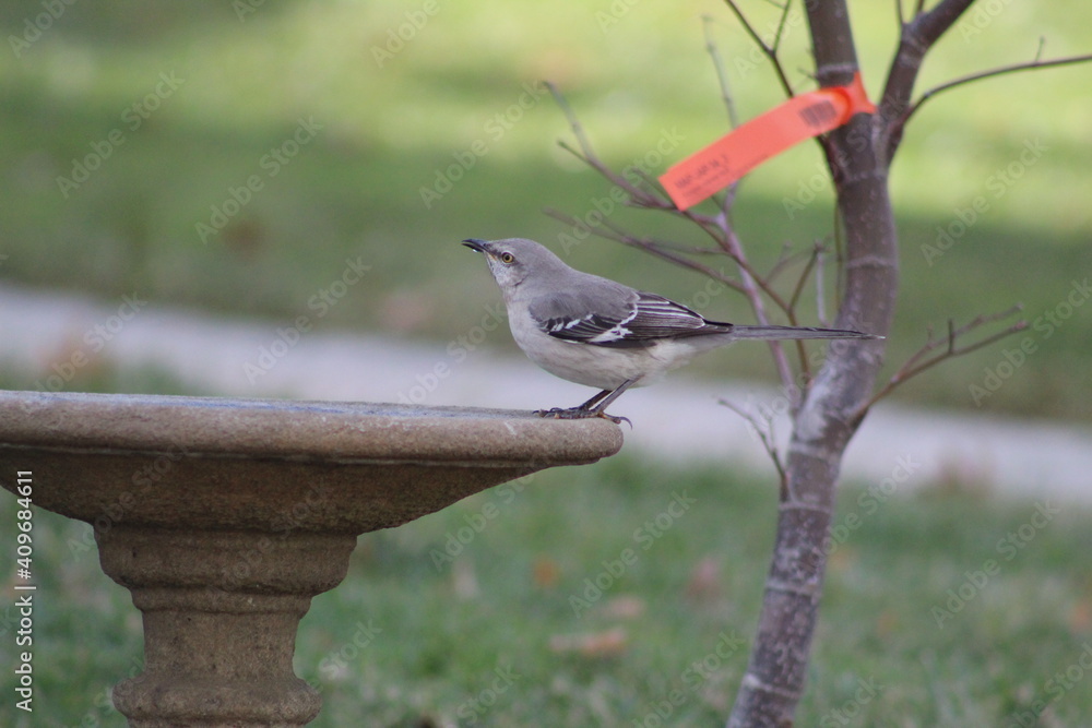 Naklejka premium Northern Mockingbird at the bird bath
