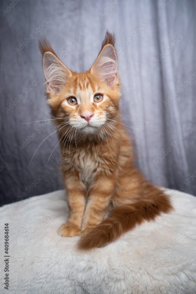 cute orange tabby ginger maine coon kitten sitting on white fur looking at camera on gray concrete style background cute orange tabby ginger maine coon kitten sitting on white fur looking at camera on gray concrete style background