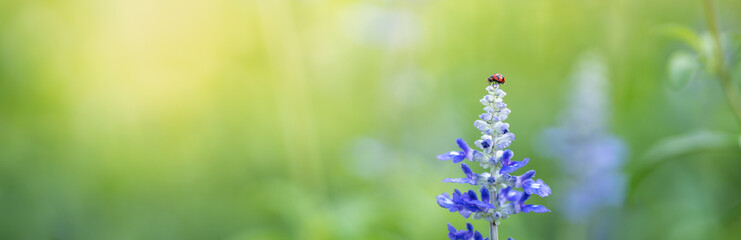Nature view of little ladybug on purple Lavender flower with green nature blurred background with copy space using as background insect, natural, ecology, insect cover page concept.