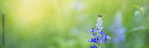 Nature view of little ladybug on purple Lavender flower with green nature blurred background with copy space using as background insect, natural, ecology, insect cover page concept.