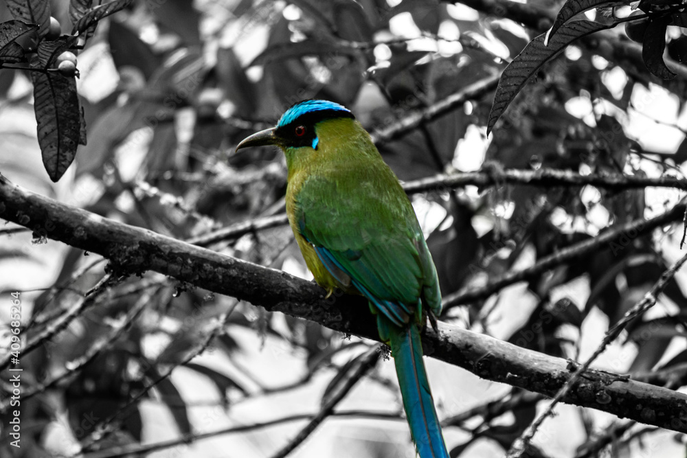 barranquero barranquero