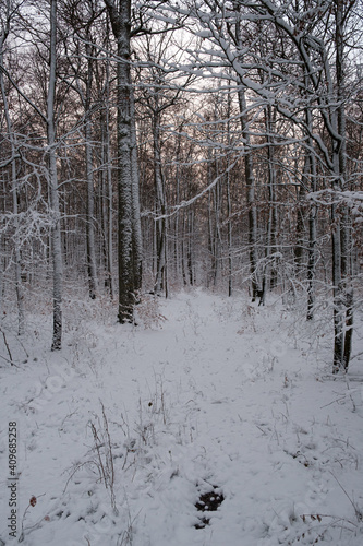 German Landscape in the winter with snow and forest.