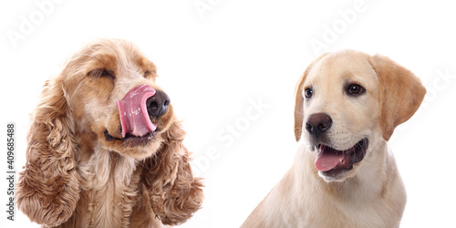 Canvas Print Beautiful dogs