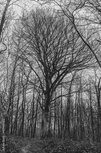 Arbre nu dans une forêt d'hiver