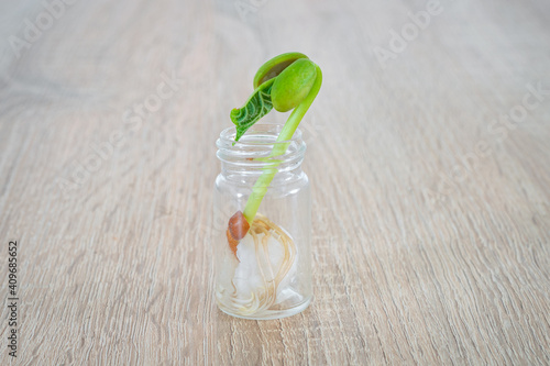 Germinating bean in a small glass with cotton wool, so that the roots are clearly visible. Experiment used in biology class.