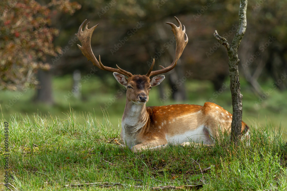 Naklejka premium Fallow deer