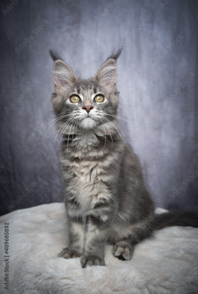 curious gray tabby maine coon kitten sitting on white fur looking at camera on gray concrete background