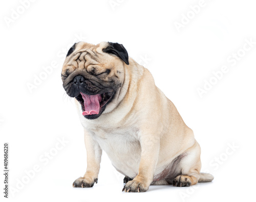 The pug dog sits with his eyes closed with his mouth open and his tongue sticking out  isolated on white background. 