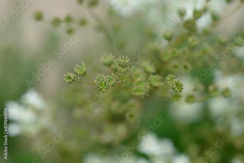 Fern-leaf dropwort