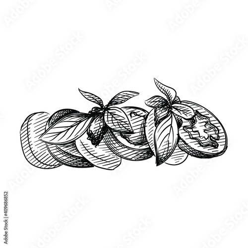 Hand drawn sketch of Caprese Salad with Balsamic Glaze on a white background. Italian cuisine, Italian food. Food and meal. 