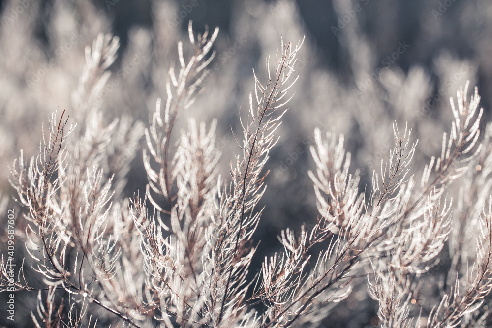Fototapeta premium Fresh forest of grass in drops of morning dew sparkling in the sunlight