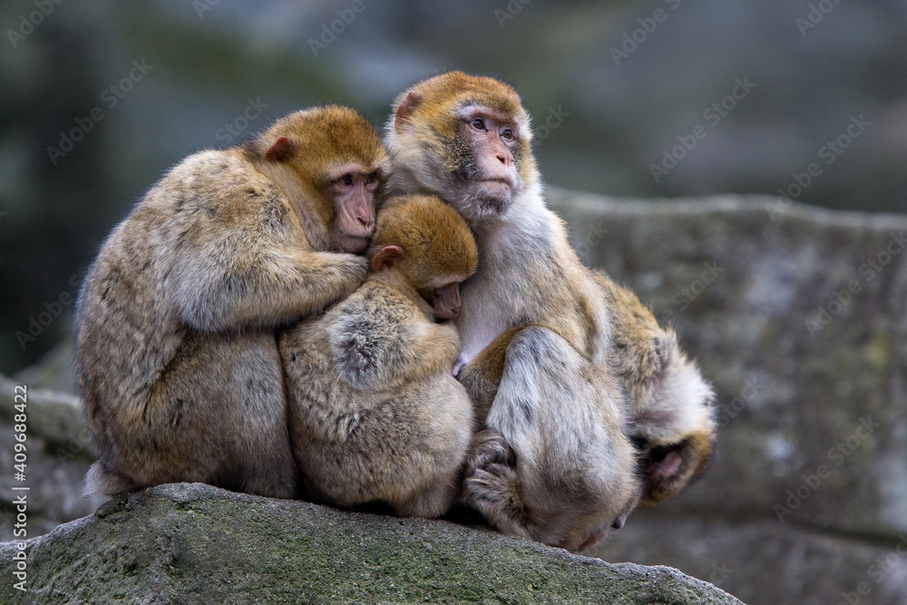 Affenfamilie Affenfamilie