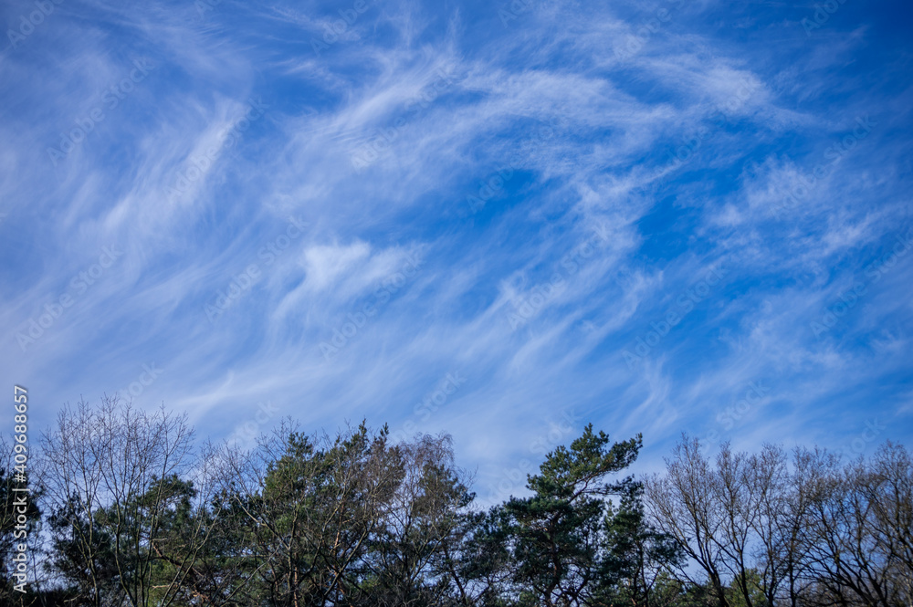 high cloud formation above the trees high cloud formation above the trees