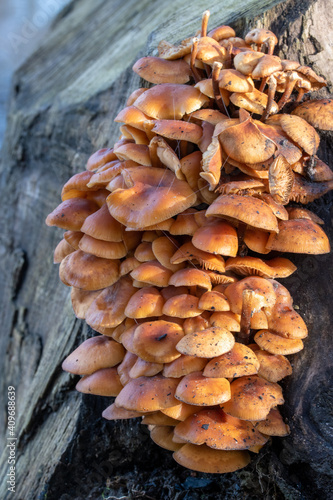 Kleine braune Pilze, das Stockschwämmchen, Kuehneromyces mutabilis wachsen im Januar an einem Baumstumpf.