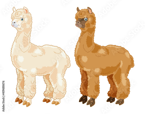 Alpaca cartoon illustration with 2 colors coat
