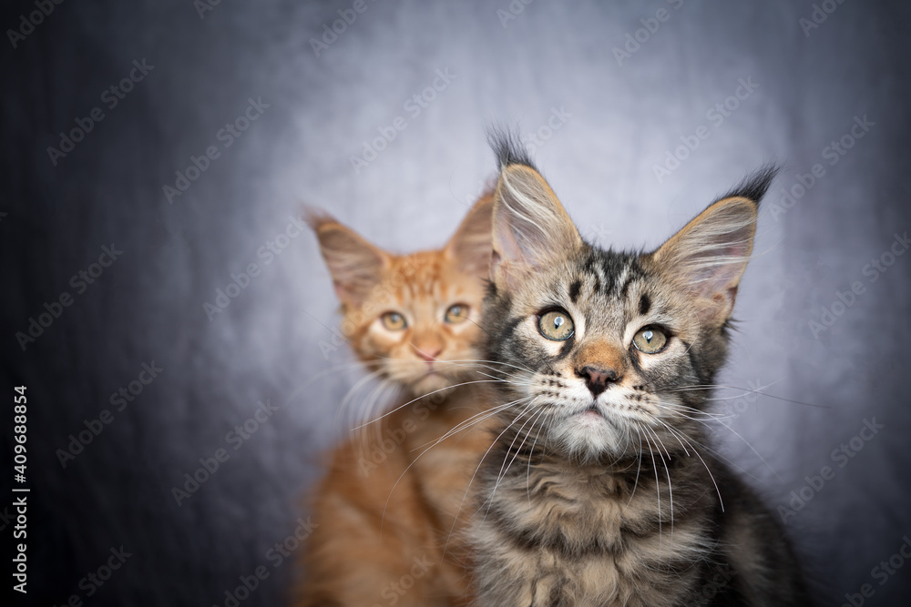 two different colored maine coon kittens side by side in front of gray concrete background with copy space two different colored maine coon kittens side by side in front of gray concrete background with copy space