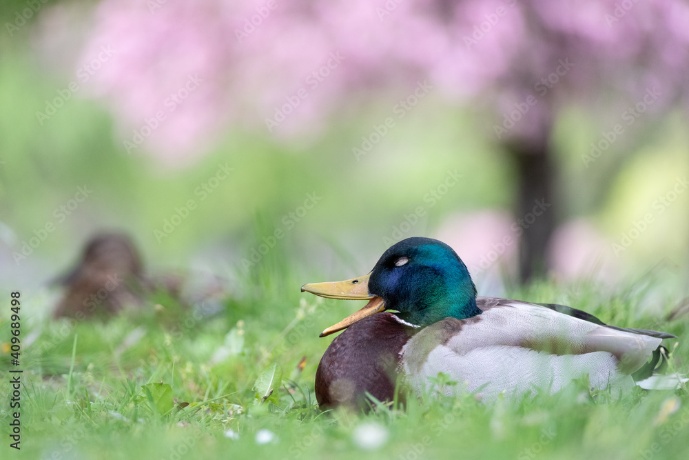 Obraz premium Müde Stockente