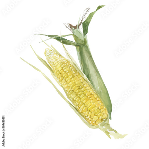 Sweet organic corncob watercolor vector illustration. Corn ears or Maize is bright green. Waiting for harvest.