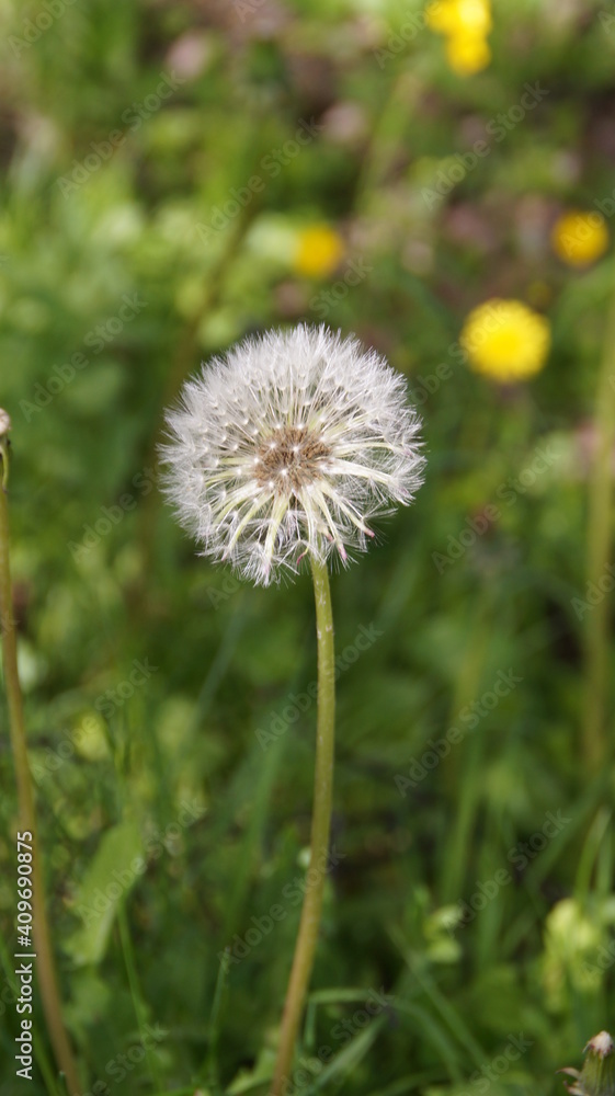 dandelion in the grass