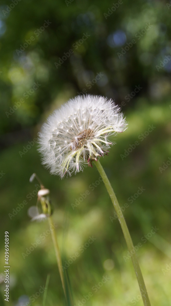 dandelion in the grass