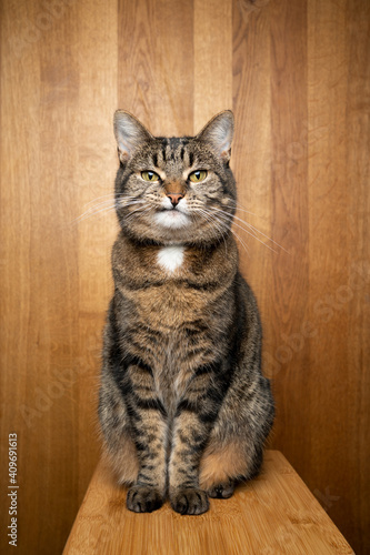 tabby cat with crooked mouth sitting on wooden background looking at camera with copy space