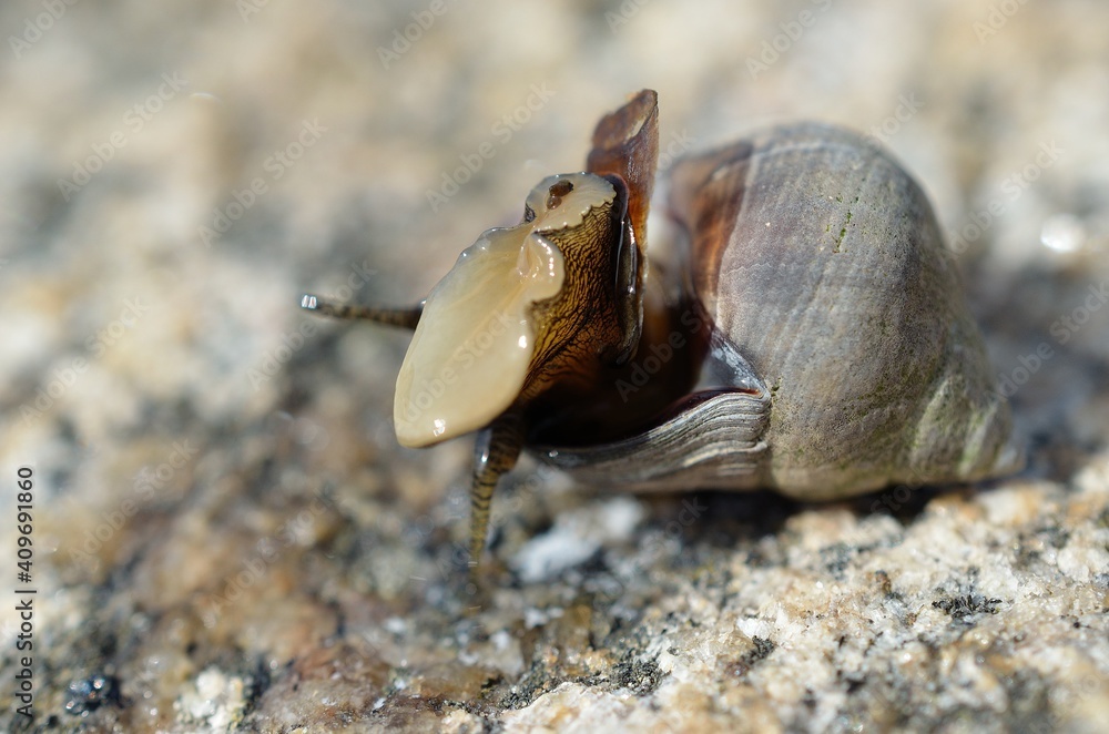 salt water snail emerging from snailhouse on sea shore rock in summer, closeup photo