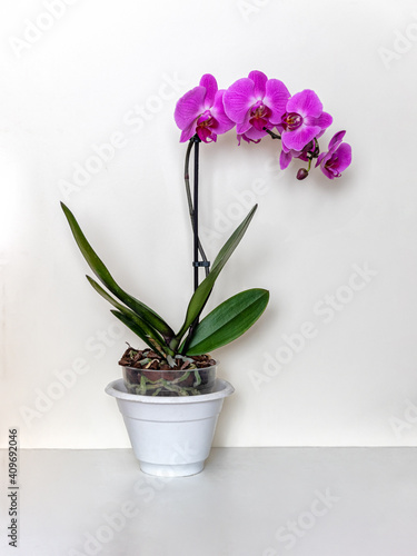 Fototapeta Naklejka Na Ścianę i Meble -  Phalaenopsis pink - orchid in a pot on a light background