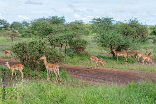 Impalas in Serengeti national park Tanzania during the rain