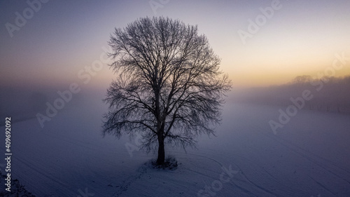 tree in the snow