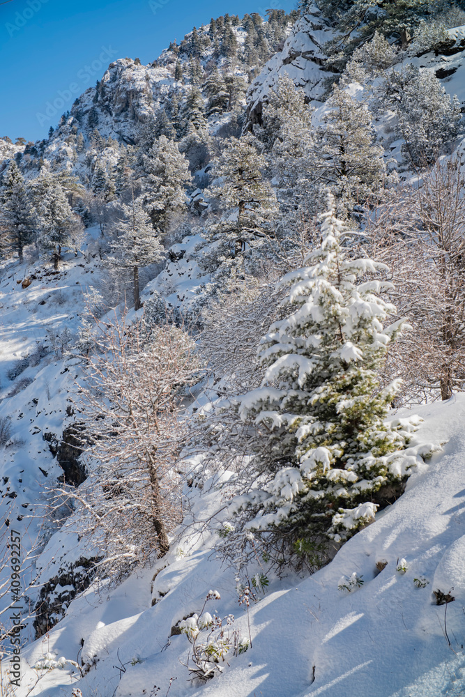 winter landscape, trees in the snow in a mountainous area