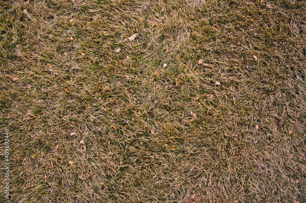 A wide overhead shot of dried yellow and green grass. A wide overhead shot of dried yellow and green grass.