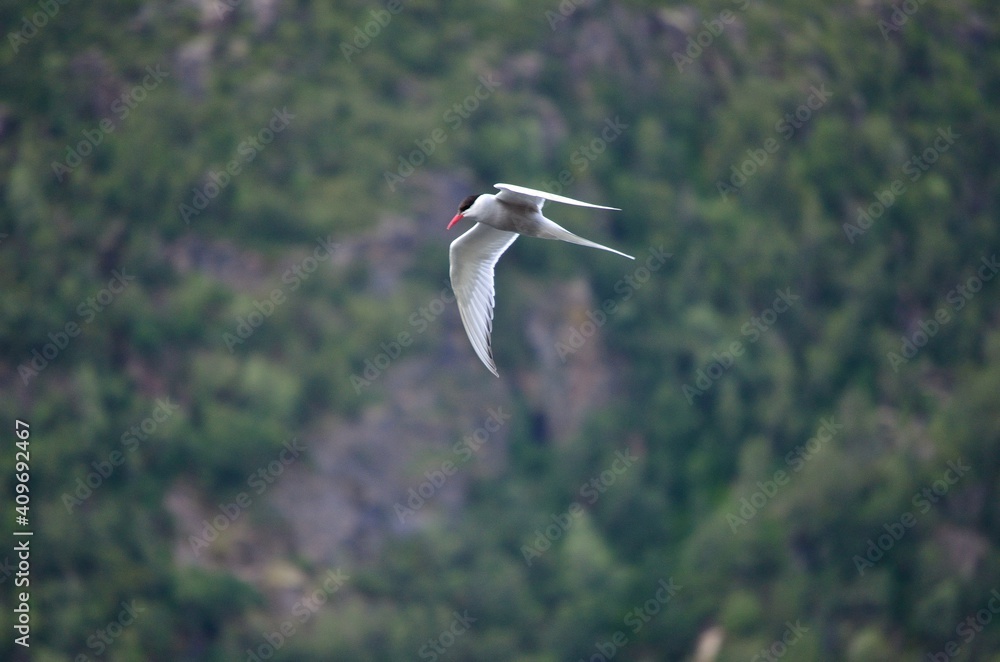arctic tern bird flying over fjord looking for fish arctic tern bird flying over fjord looking for fish
