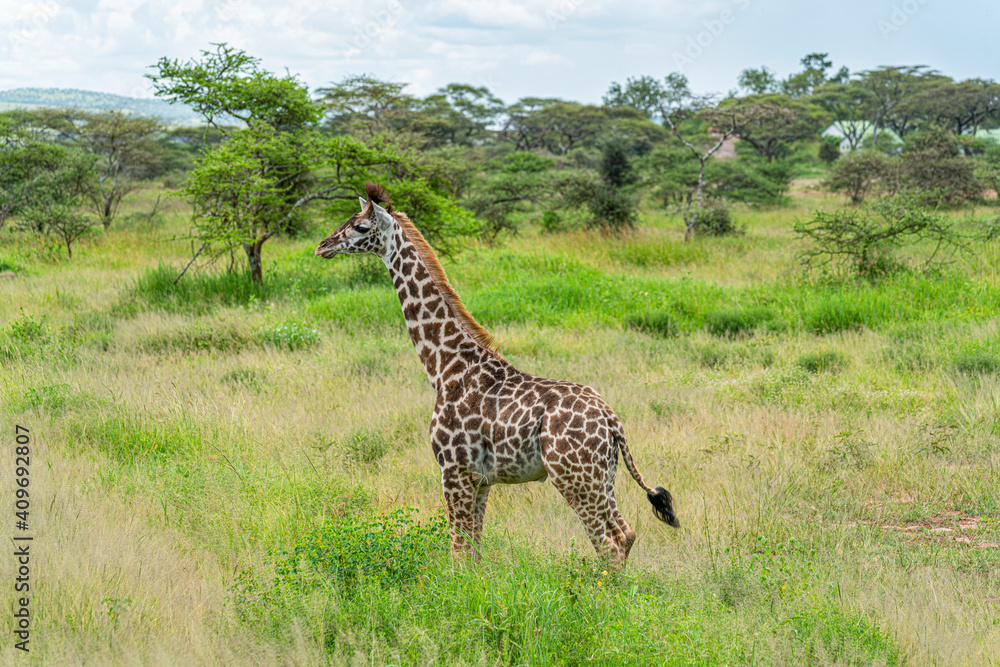 Wild giraffe in the wild bush safari savannah. Tanzania Wild giraffe in the wild bush safari savannah. Tanzania