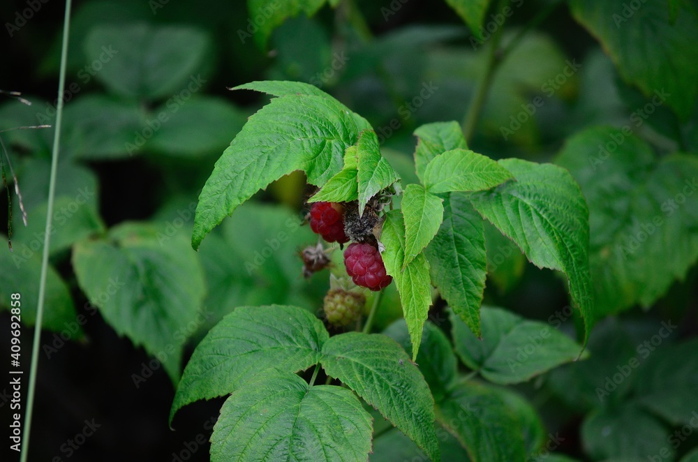 wild raspberry in northern Norway wild raspberry in northern Norway