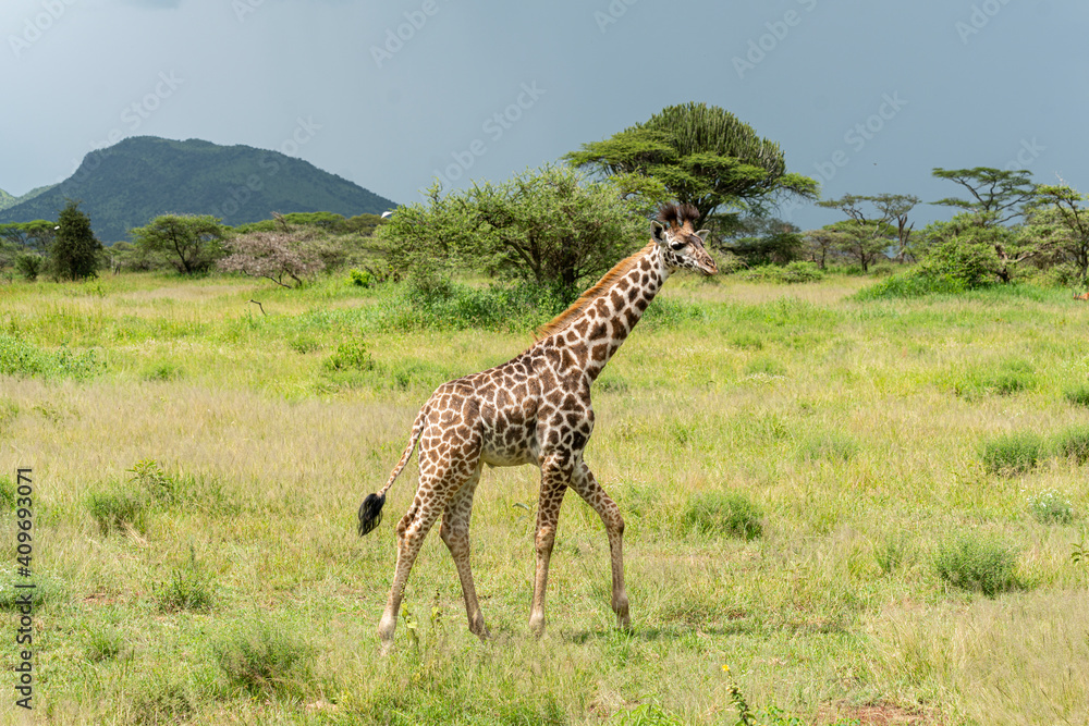 Fototapeta premium Wild giraffe in the wild bush safari savannah. Tanzania