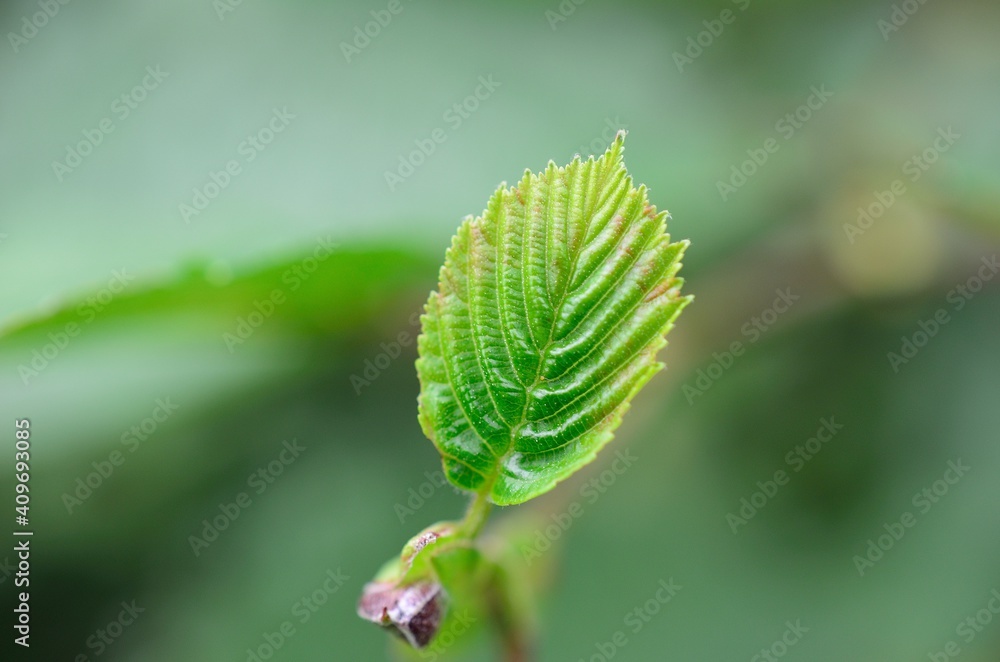 close up of a leaf close up of a leaf