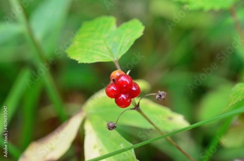 wild norwegian redcurrant berries outside in summer forest, closeup photo © Arcticphotoworks