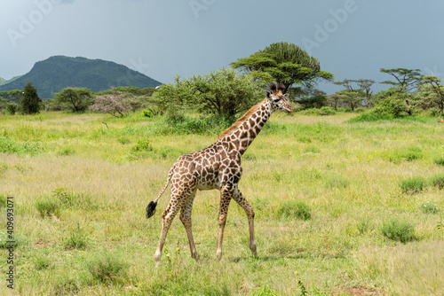 Wild giraffe in the wild bush safari savannah. Tanzania