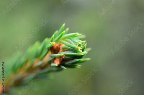 close up of a needles spruce tree © Arcticphotoworks